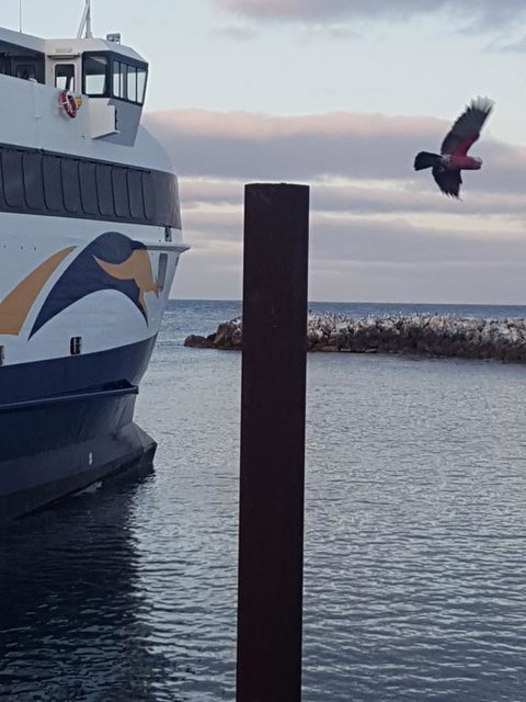 Trading Places Kangaroo Island - Internet Find 2