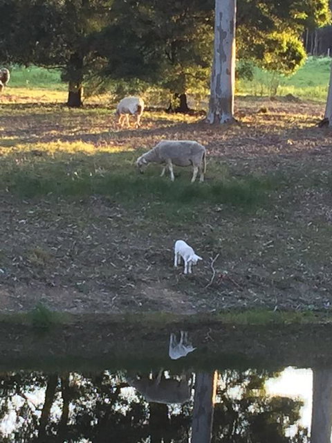 Tree Of Love Farm Stay - Renee 2