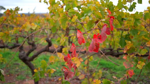 Triple Creek Guest House - Barossa Region - Petrol Stations 3