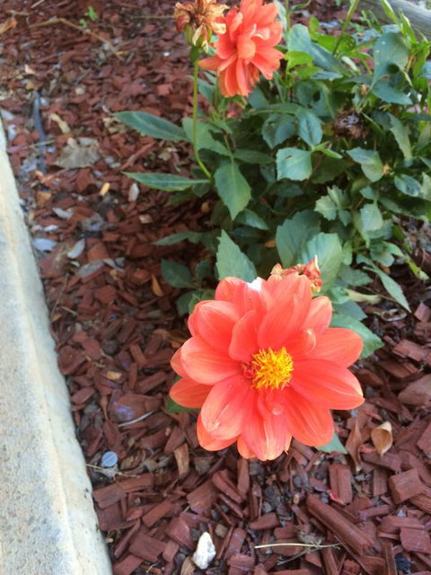 Tumut Valley Motel - Renee 1