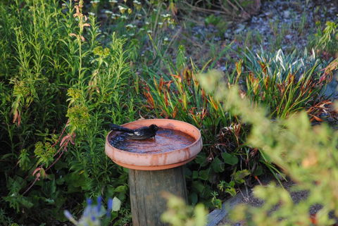 Tweed Valley Lodge - Swimm 2