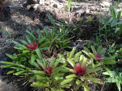 Twilight Grove Farm - Renee 1