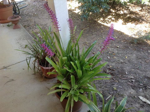 Twilight Grove Farm - Renee 2