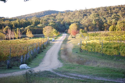 Twisted Gum Vineyard Cottage - Internet Find 1