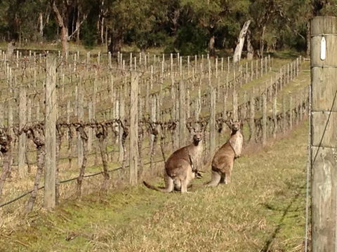 Valley Farm Vineyard Villas - Qld Realsetate 2