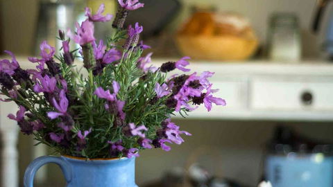 Vicarage View Cottage - Renee 2