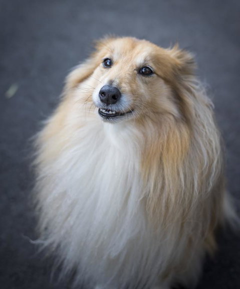 Walhalla Wild Cherry - Renee 3