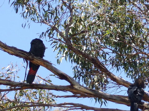Wanderers Rest Of Kangaroo Island - Renee 2