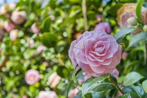 Wentworth Rose - Swimm 0