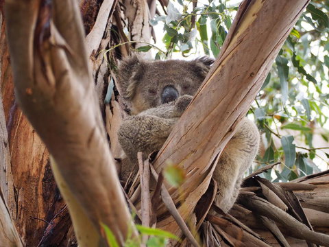 WHITE SHELLS HOLIDAY RENTAL - Renee 1