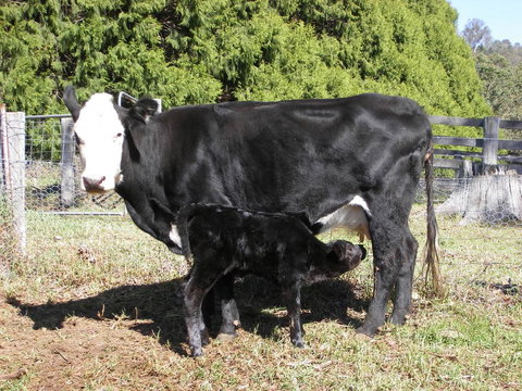 Yasuragi Cabins - Internet Find 2