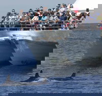 MoonshadowTQC Cruises - Renee