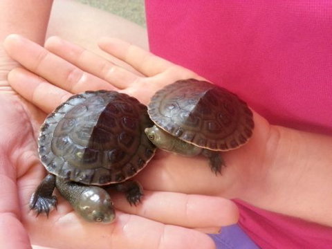 Dynamic Learners Early Childhood Centre - Renee 4