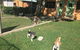 Tarraray Pet Retreat - thumb 3