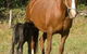 Spirit Lodge Equestrian Centre - thumb 0