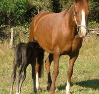 Spirit Lodge Equestrian Centre - Renee