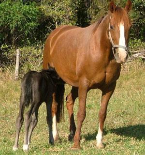 Spirit Lodge Equestrian Centre - Internet Find 0