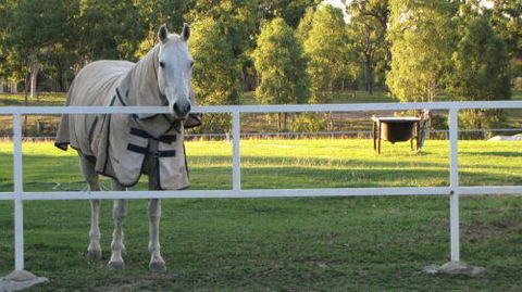 Townsville Agistment - Renee 0