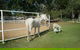 Townsville Agistment - thumb 1