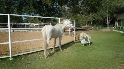 Townsville Agistment - Renee 1