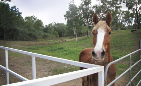 Townsville Agistment - Renee 2