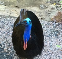 Licuala Lodge - Internet Find