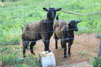 Alstonville Country Cottages