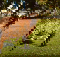 Enderslie House Bed  Breakfast - Internet Find