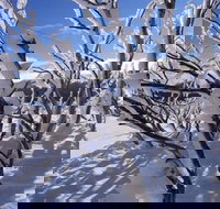 Ripparoo Ski Lodge - Renee