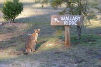 Wallaby Ridge Retreat