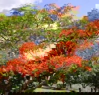 Eastwood Farm - Qld Realsetate