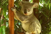 Noosa Backpackers Resort Hostel