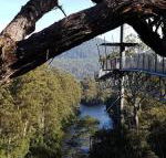 Tahune Air Walk Lodge - Renee