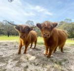 Cockatoo Cottages - Qld Realsetate