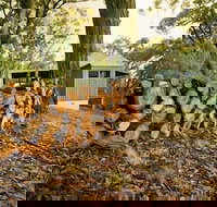 Cape Otway Cottages - Swimm