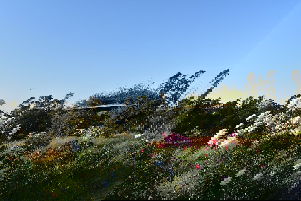 Longwarry North ACT Renee