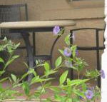 Amalie Cottage Waikerie Unit 1 - Internet Find