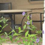 Amalie Cottage Waikerie Unit 1