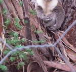Stringybark Hills Retreat - Internet Find
