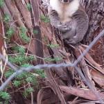 Stringybark Hills Retreat