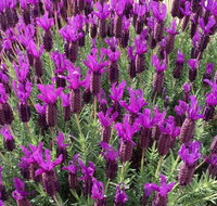 The Green Welly Stop - Swimm