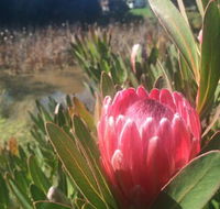 Creswick Cabin Retreat - Internet Find