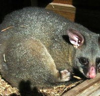 Giba Gunyah Country Cottages - Swimm