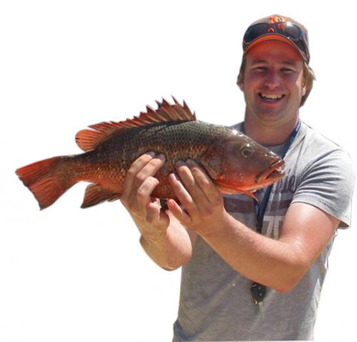 Fishing Bait Noosaville QLD Renee