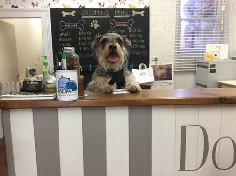 Doggie Barber - Renee 0