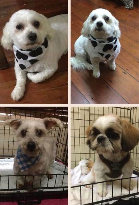 Doggie Barber - Renee 3