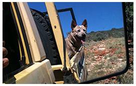 Country Diesel Maintenance Pty Ltd - Internet Find 4