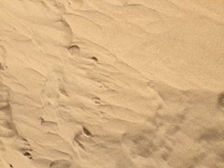 Lawn Turf Supplies Salamander Bay NSW Renee