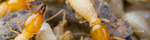 Suresafe Pest Management Pty Ltd - Renee 0