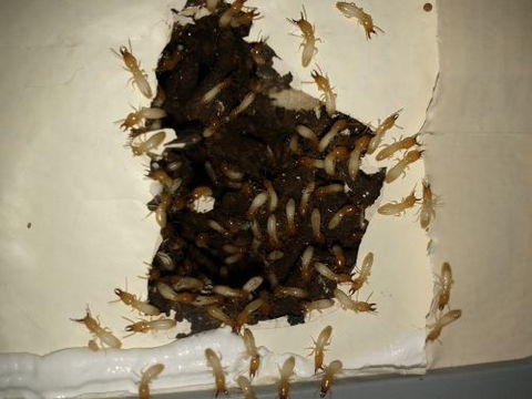 Pest Alert - Internet Find 1